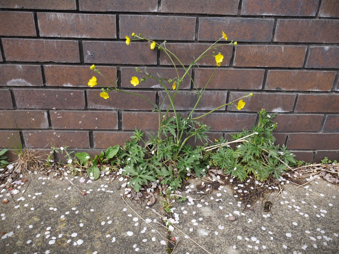 Standalone flowering plant growing between cement and a brick wall, 6 bricks tall.