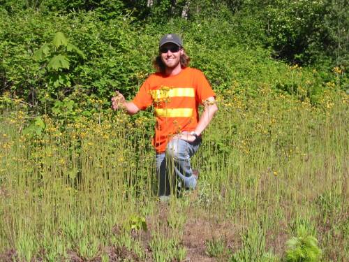 Noxious weed field staff with tall hawkweed.
