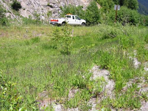 Tall hawkweed infestation.