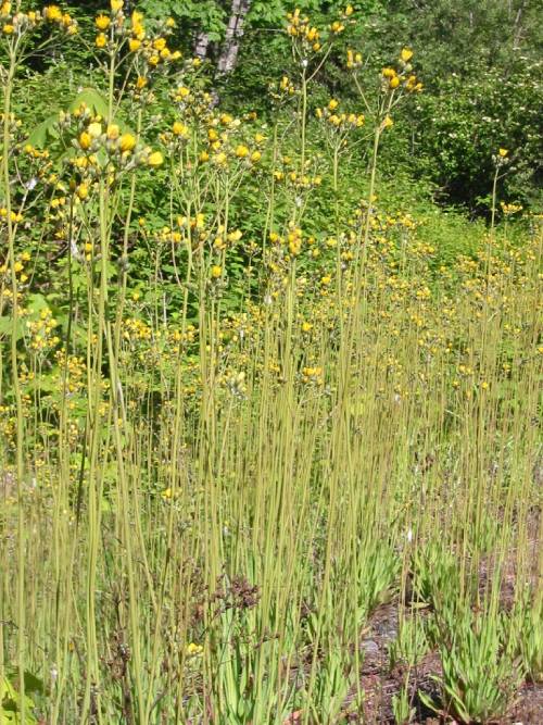 Flowering tall hawkweed.