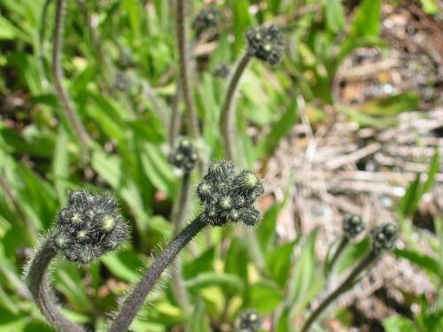 Tall hawkweed budding, up close.