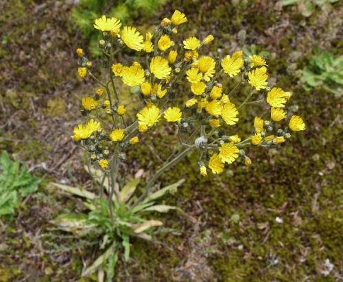 Tall hawkweed flowers. Photo by Matt Below.