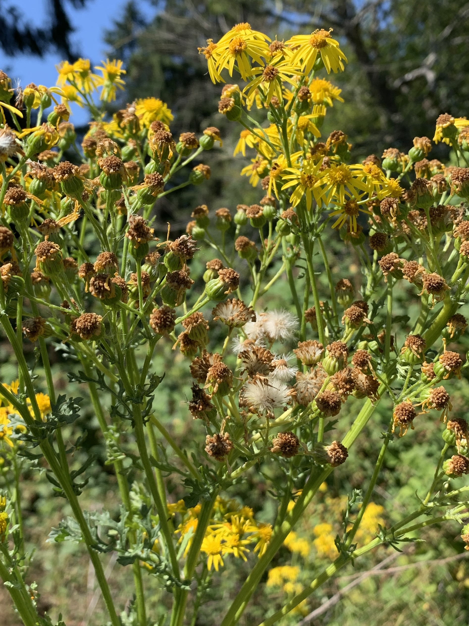 Tansy ragwort identification and control - King County, Washington