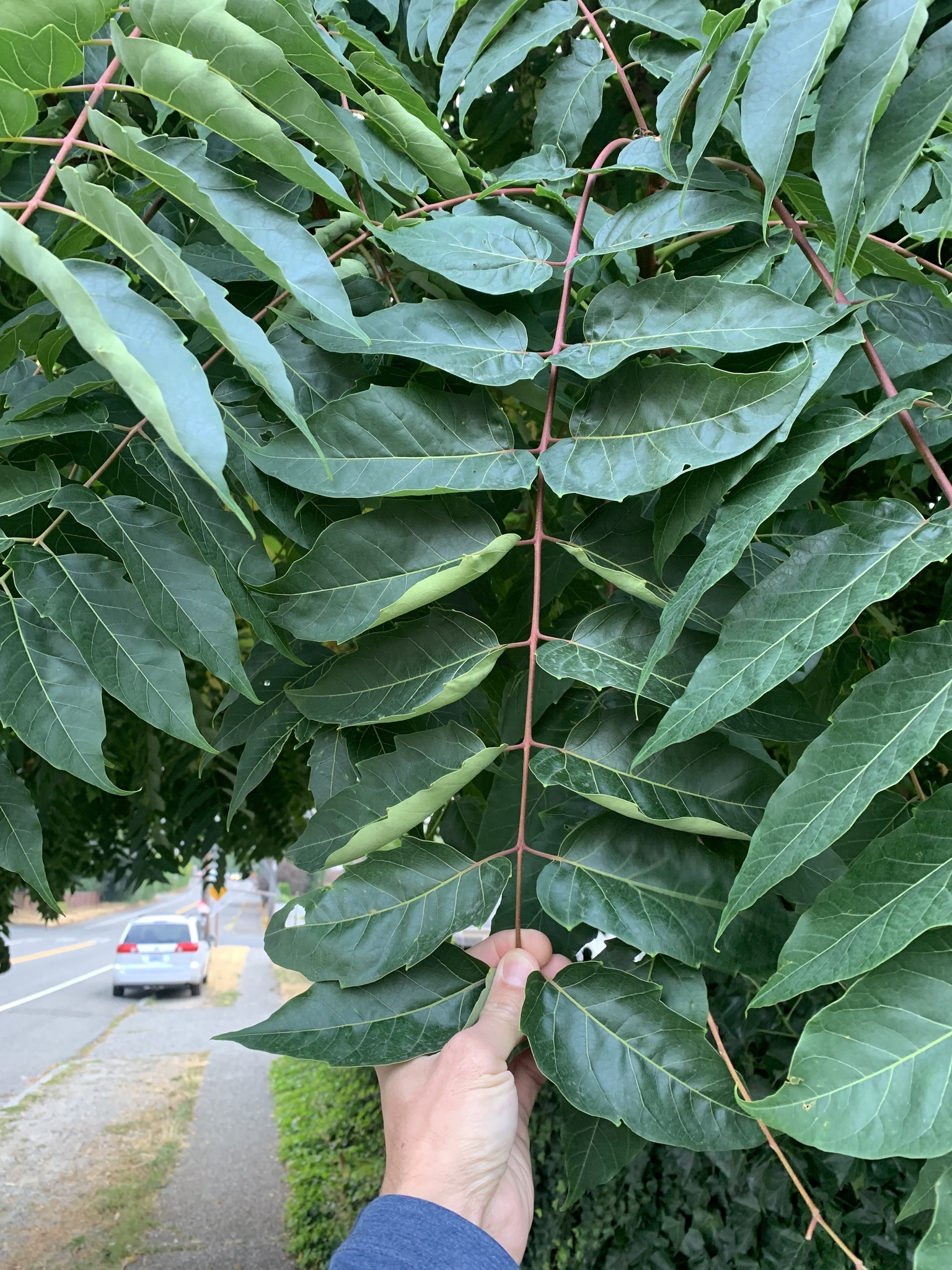 A person’s hand is pulling the end of a leaf that is at least three times longer than the hand. The reddish central stem of the leaf has nine pairs of dark green leaflets along its length. Two or three teeth are along the margins of each leaflet and the much lighter green underside of some leaves is visible. This leaf is one of several coming from the same plant.