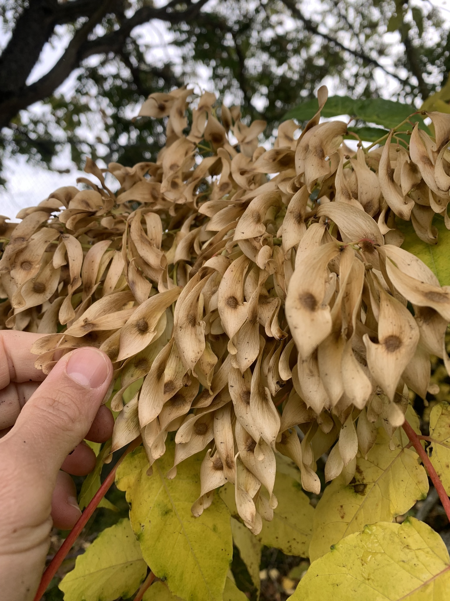 A hand is touching a few seed pods that are bunched together in a cluster of many more seeds. Each light brown individual pod appears flat, elongated, slightly twisted, and about half the length of a finger. There is a single, round, dark brown seed in the center of each pod. Some yellowing leaflets are visible beneath the cluster of seeds.