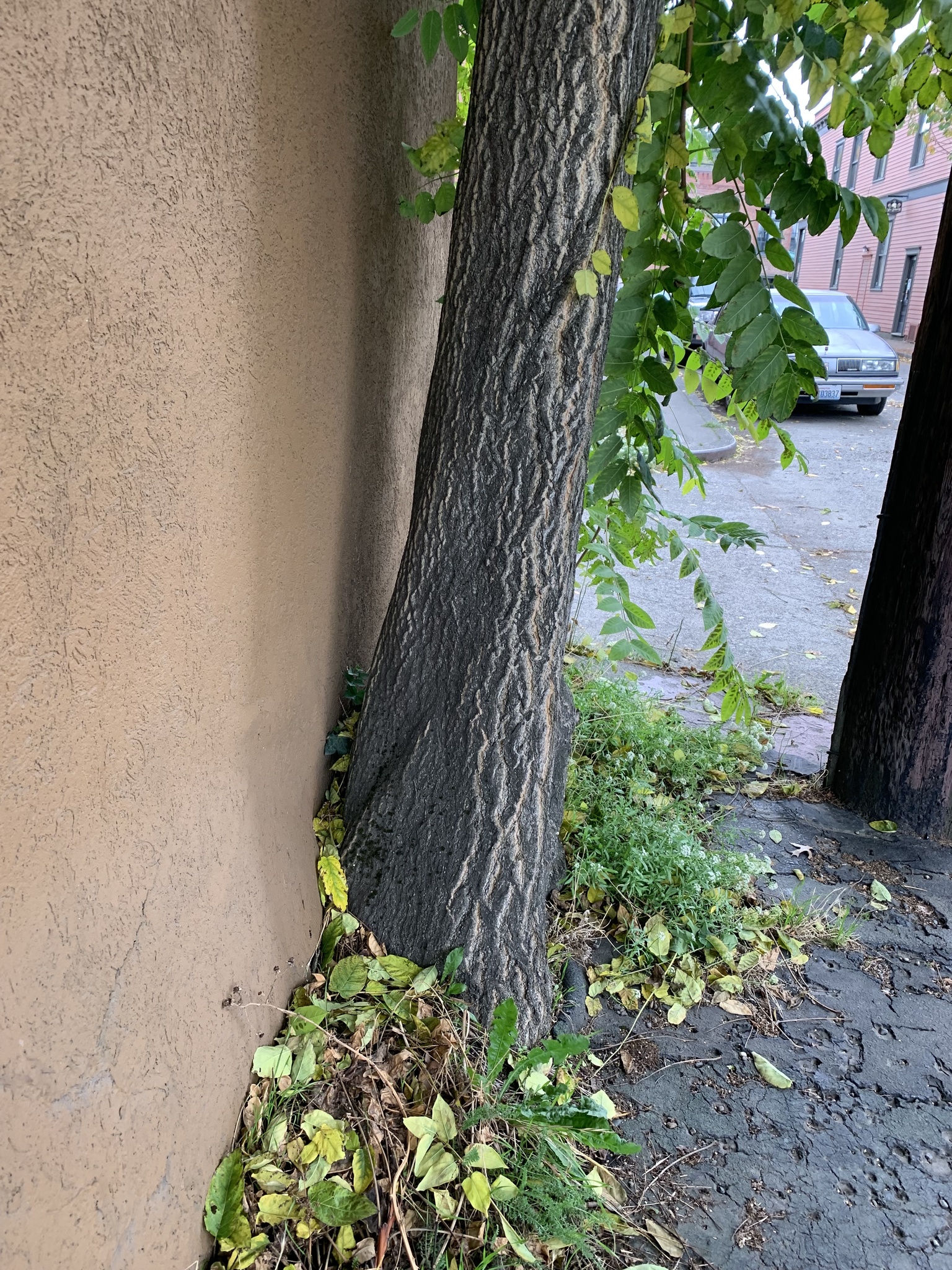 A large tree trunk is growing where a sidewalk meets the base of a building, apparently growing within the structure. Pinnately-compound leaves are drooping from the upper portion of the trunk. The trunk itself is dark grey with lighter grey ridges.
