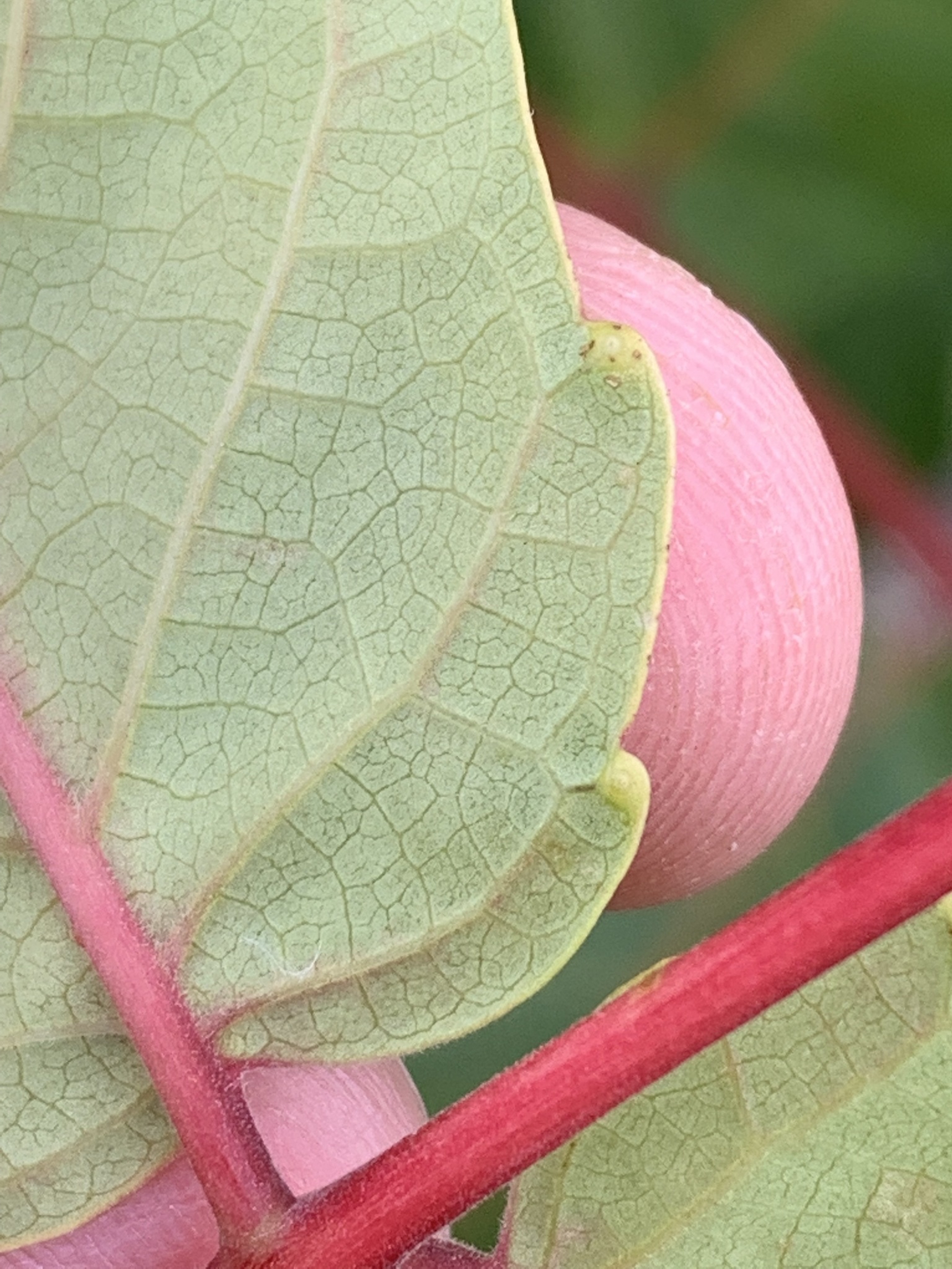 A portion of the underside of a leaf. It is light green attached to a red stem. Two rounded points are along the lower edge of the leaf. At the tip of each point there is a small round bump protruding from the underside of the leaf.