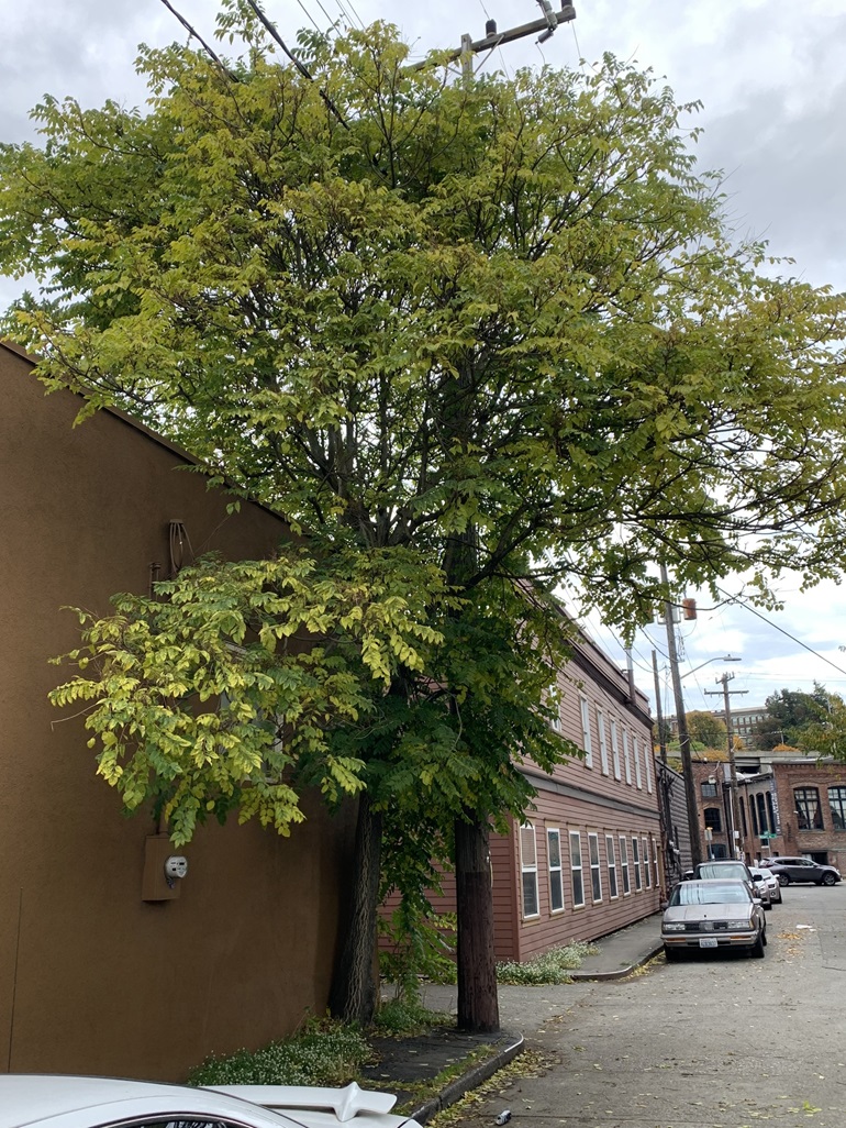 Tree Of Heaven Rash Tree of heaven identification and control - King County, Washington