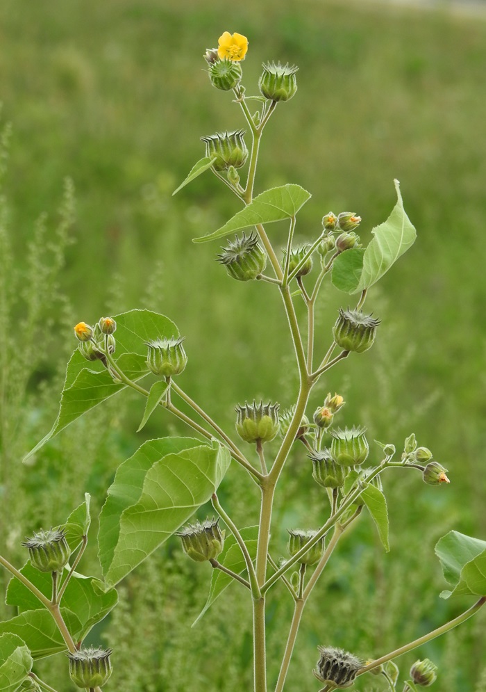 Mature velvetleaf plant beginning to bloom in late summer.
