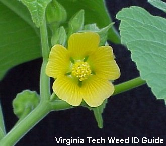 Velvetleaf flower close-up.