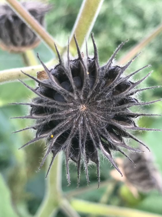 Mature velvetleaf seeds ready to drop from compartments.