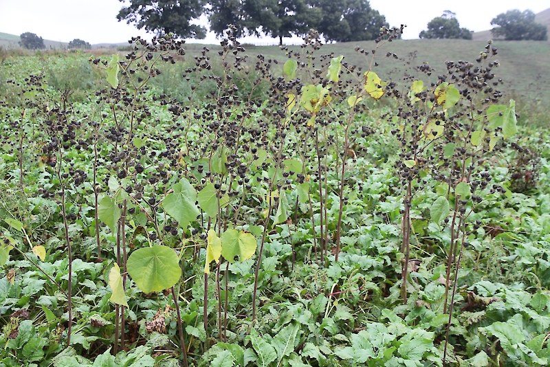 Velvetleaf plants shading out crops and potentially carrying unwanted pests and disease.