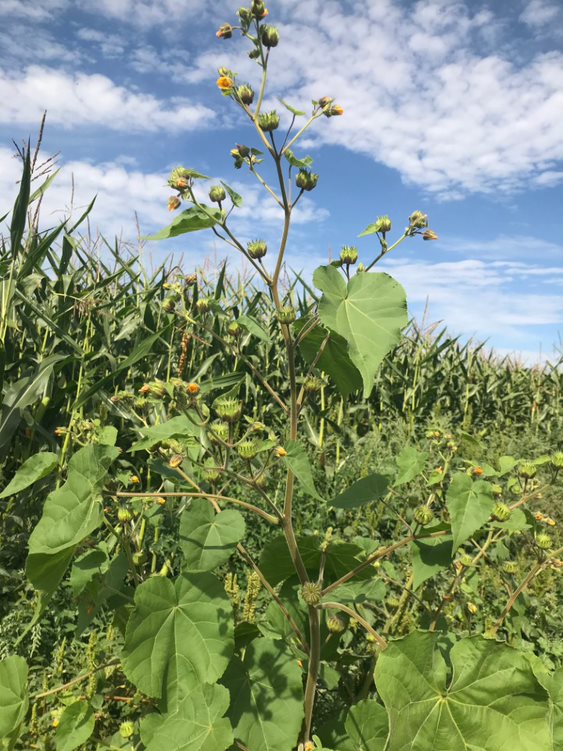 Velvetleaf plant starting to produce flowers.
