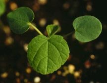 Velvetleaf seedling.
