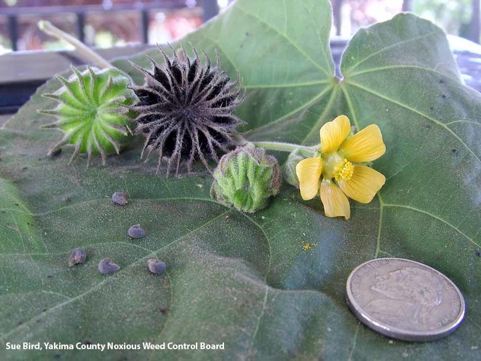 Velvetleaf plant parts with US Nickel for scale.
