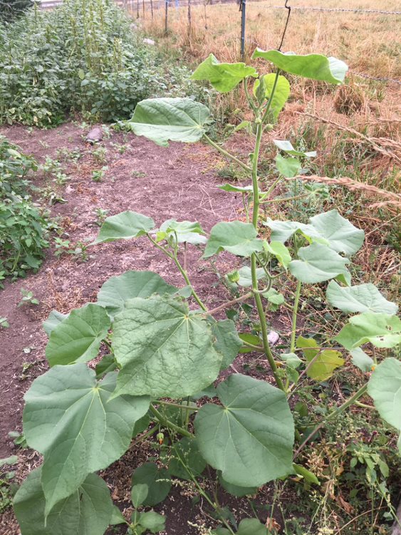 Velvetleaf leaves, no flowers.