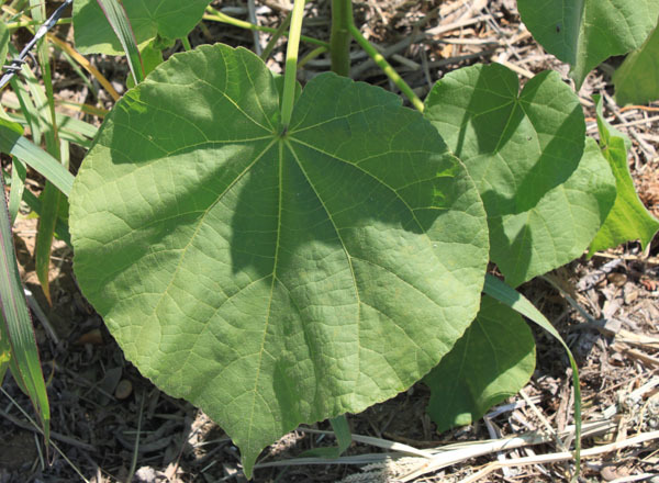 Velvetleaf leaf close-up.