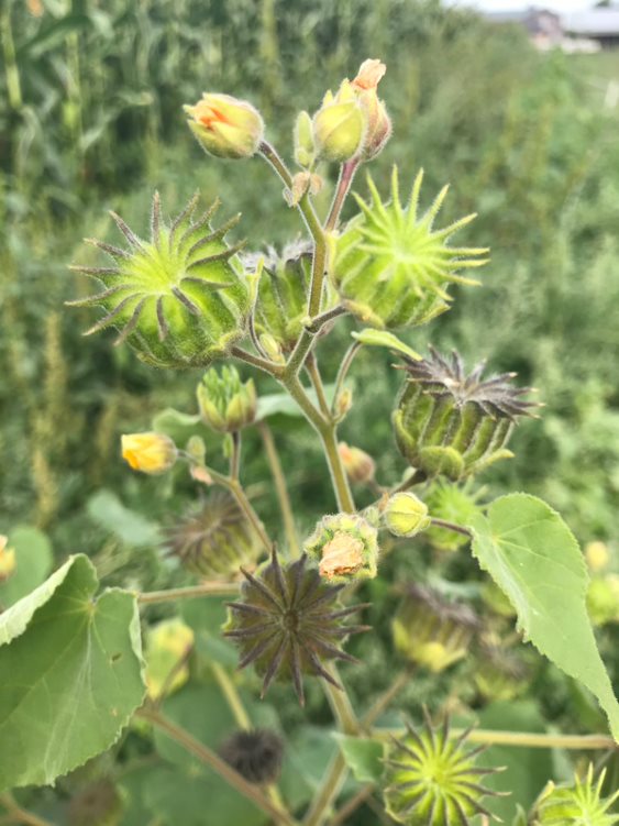 Velvetleaf forming, but not yet mature, seedpods.