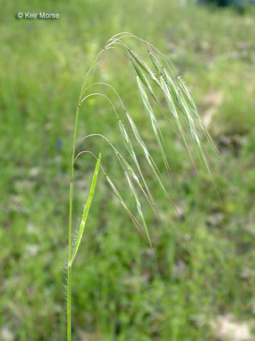 A single ventanata grass rising alone above a field of grass