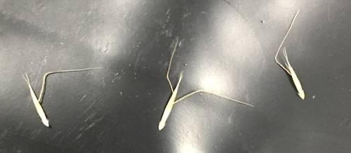 Three individual florets sit on a black background. Extending from each floret are one or two long thin bristles, each of which are bent at an angle about 130 degrees.