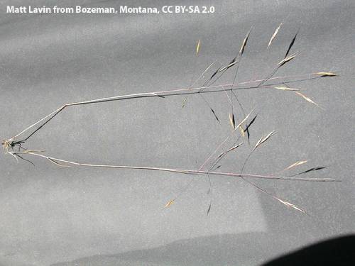 The entire plant is only about one foot tall with shallow roots and slender stems. There are very few short leaves on the lower end of the stems. Shiny florets are at the ends of very thin branches off the main stem.