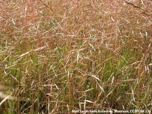 A portion of a field with only Ventenata present. The light-colored florets reflect sunlight as they droop horizontally.