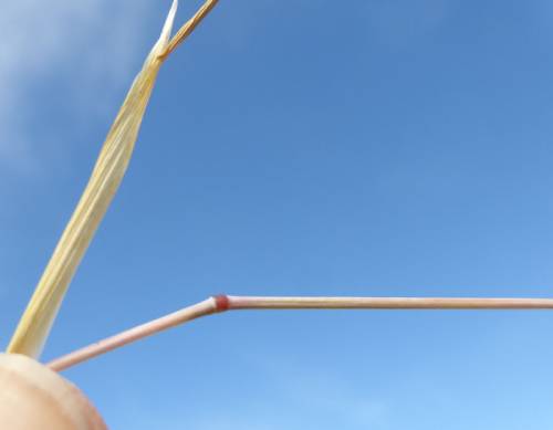 The straw-colored stem of Ventenata shown against a blue sky. Where the stem bends slightly is a distinct swollen node that is a dark red color.