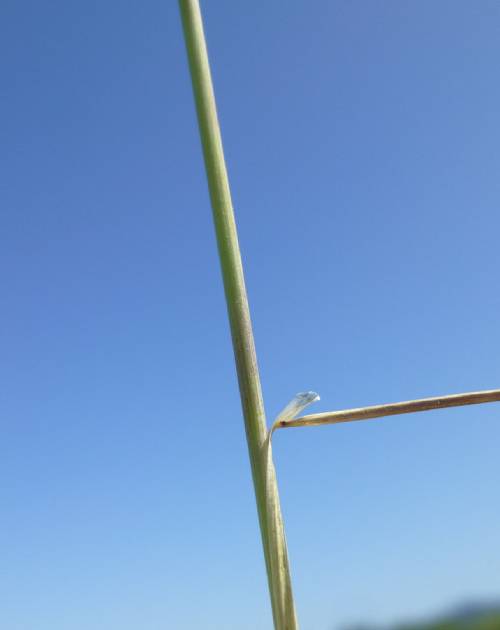 A single light green stem and leaf. The leaf is wrapped around the stem and gradually pulling away. Where it meets the stem is a papery membrane.