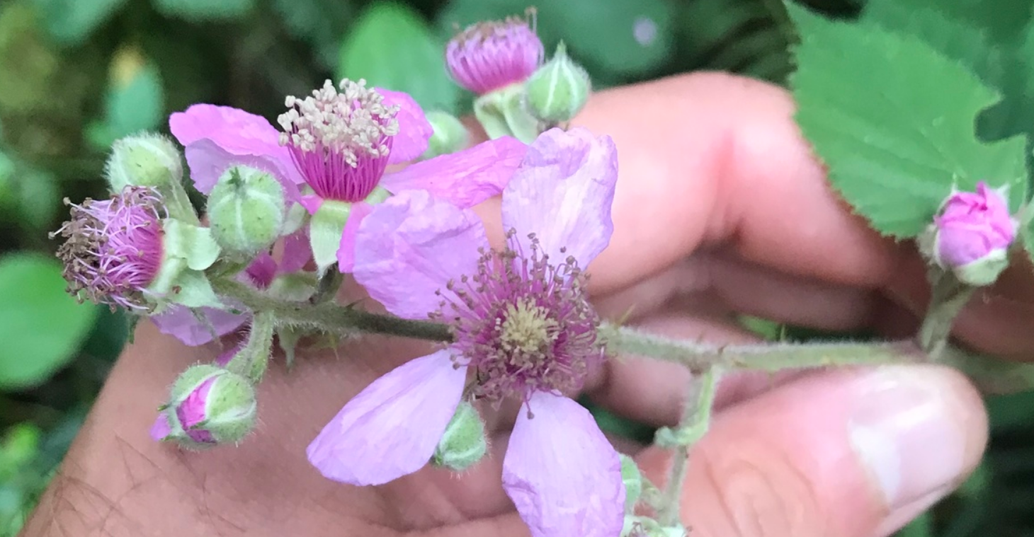 petals can vary from purplish to bright pink and sepals (covering the petals in bud) also have a densely felty/hairy texture