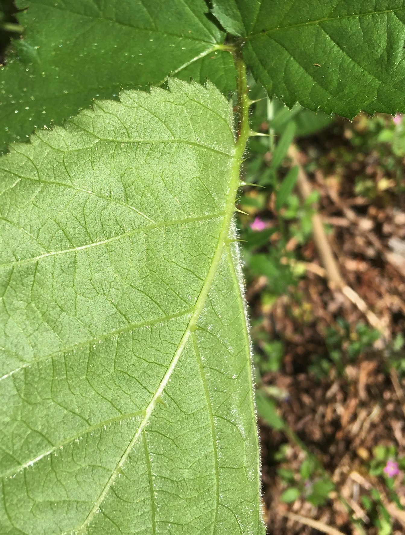 Vested blackberry has a similar felty texture to the underside of leaves as on the main stem