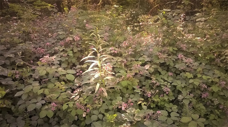 Habitat of vested blackberry: vested blackberry can thrive in dry shade, and has a shorter, stouter habit than other local weedy blackberries