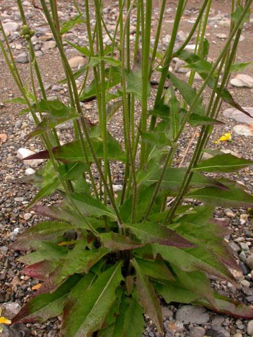 A common hawkweed plant growing in rocky soil. At the base, it has many pointed leaves with coarsely toothed margins and reddish coloring at the tips of the green leaves. On the many stems, there are several smaller leaves growing.
