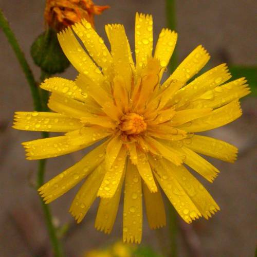 A bright yellow flower with many petals stacked in about three layers. The base layer of petals are the longest while the other layers become increasingly shorter. Each petal is shaped like a torn ribbon, having uniform width and the ends appear tattered.