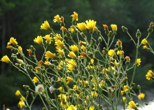 Common hawkweed flowers are in bloom with numerous bright yellow petals. The many flowers are clustered, but loosely with only one flower at the end of each branched stem. Some stems have branched multiple times off of the main stem.