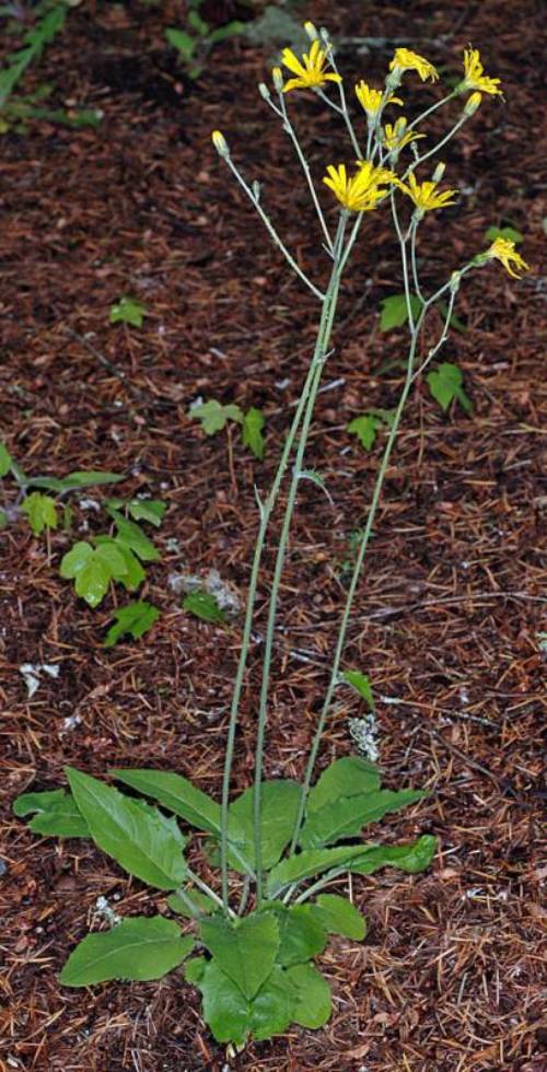 A single wall hawkweed plant. There are several leaves at the base with coarse teeth at the margins. Three long stems have only one small leaf midway up. Near the top the stems begin branching with one or two yellow flowers at the end of each branch.