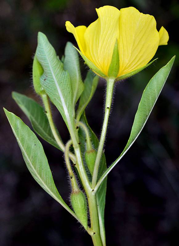 Back of flower showing 5 narrow pointy bracts coming from hairy stem