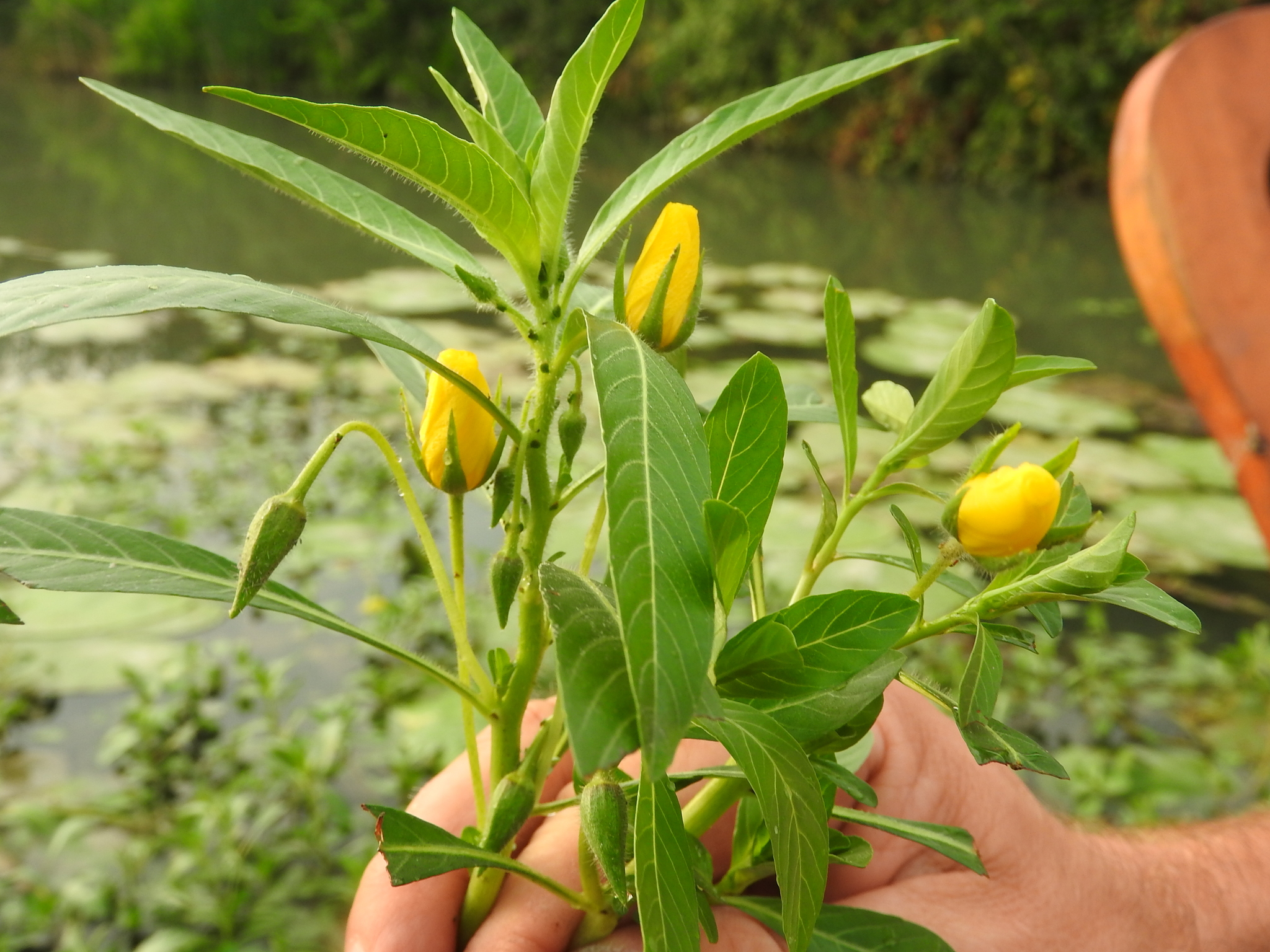 Hand holding cluster of budding plants with nodding fuzzy cone shaped buds and tight yellow flower heads, not quite open. Leafy.