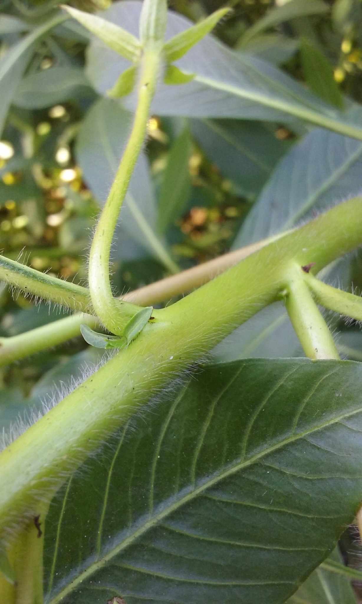 Light green stem looks stiff and not smoothly rounded, more boxy. Covered in stiff white hairs.