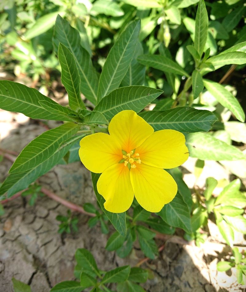 Yellow flower with 5 petals and stamens sticking out from center, narrow leaves in background
