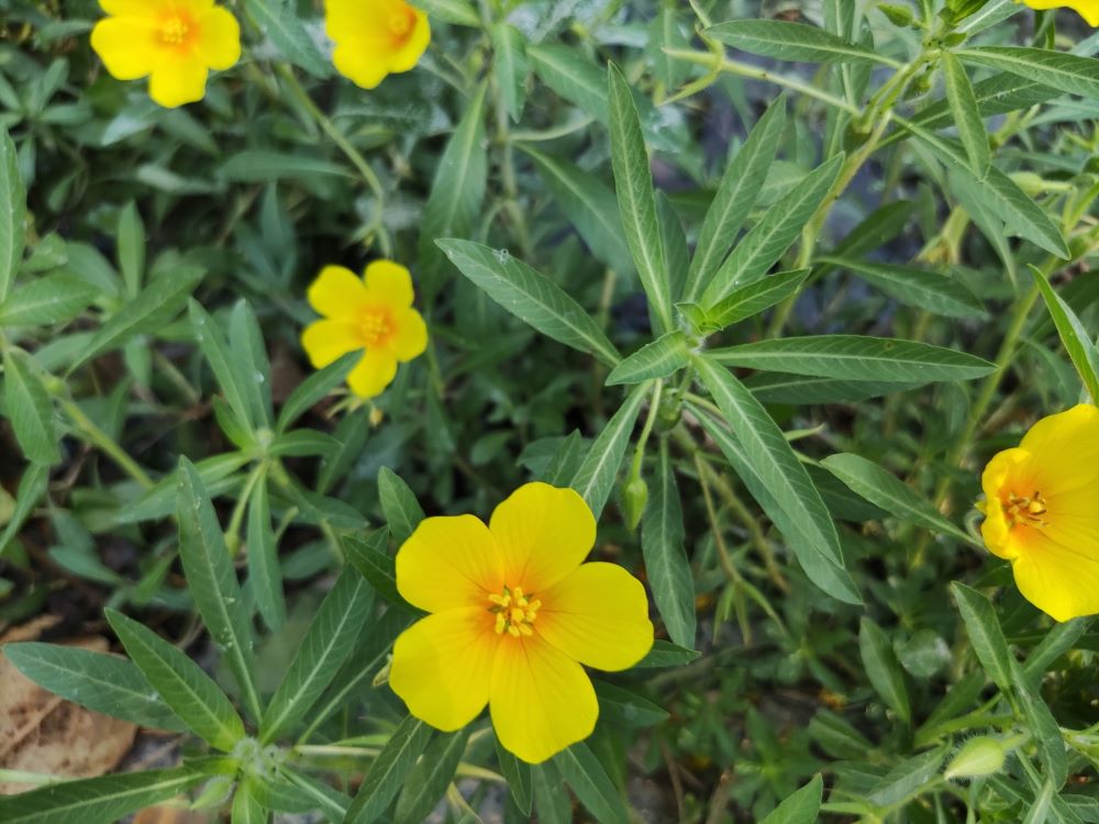 close up of yellow flower with 5 petals with pollen heavy stamens in center, narrow leaves below with light green center veins
