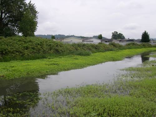 wide waterway, dense green plants growing at surface coming from bank entire length of waterway, taking up 2/3 of waterway width, 1/3 in center no plants