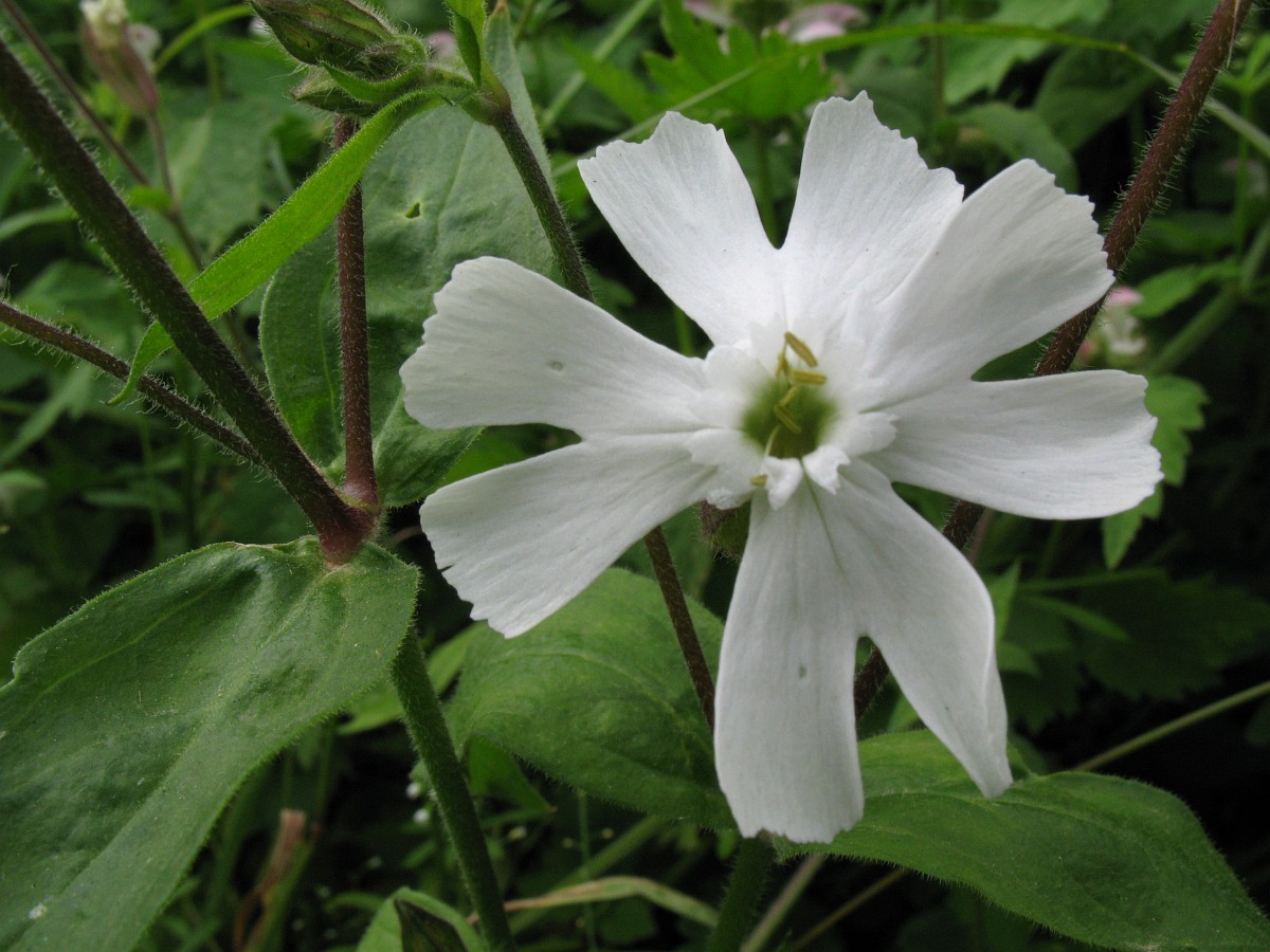 A white cockle flower with five deeply notched, white pedals, up close with the pale green hairy stems in the background.
