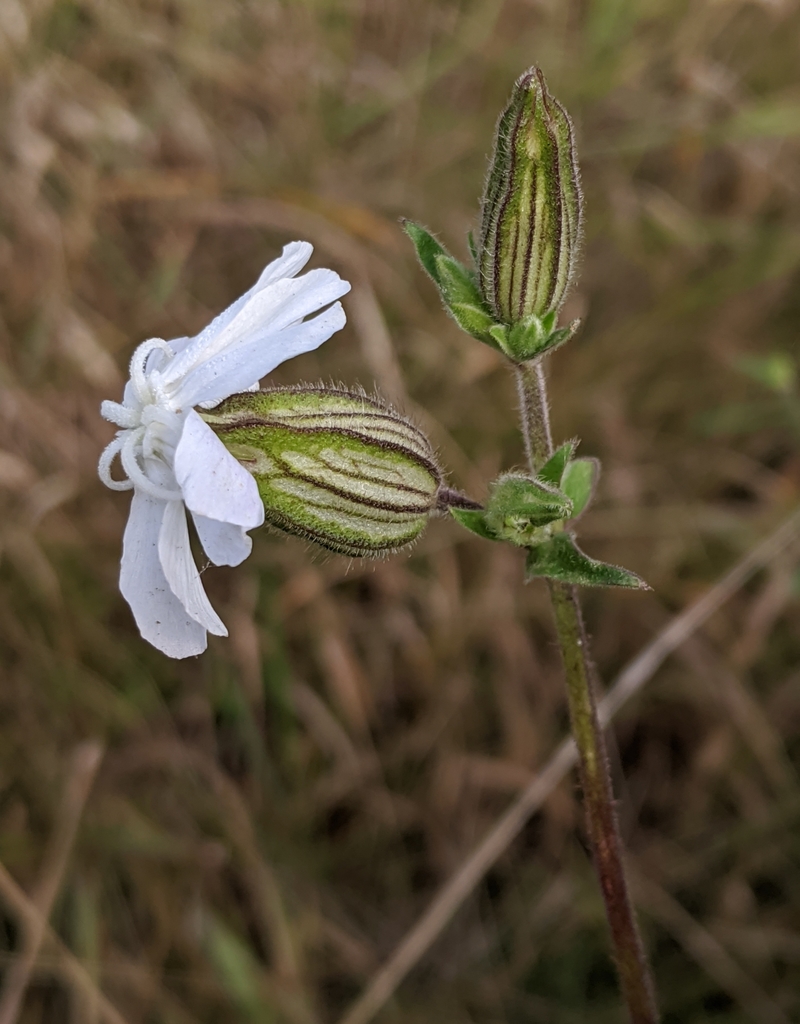 The deeply ridged bulb of a white cockle plant attached to a flowering plant.