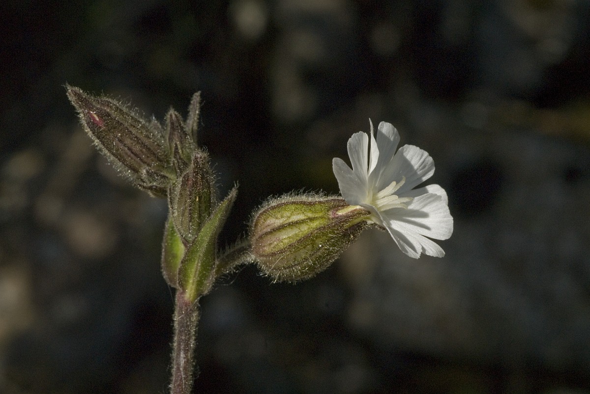 The stem, bud, and white flower of a white cockle plant against a black background, illustrating the fine white hairs.