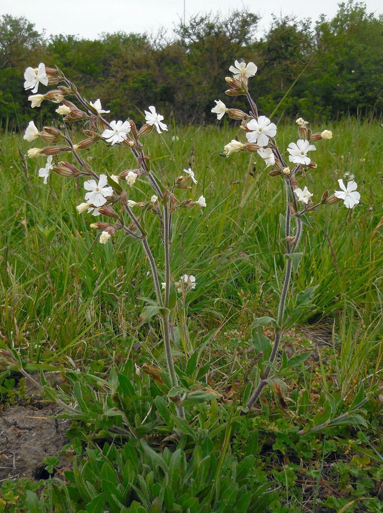 White cockle plant, with small white flowers and hairy, pale stems, in a grassy field. A forest is visible along the edge of the field.