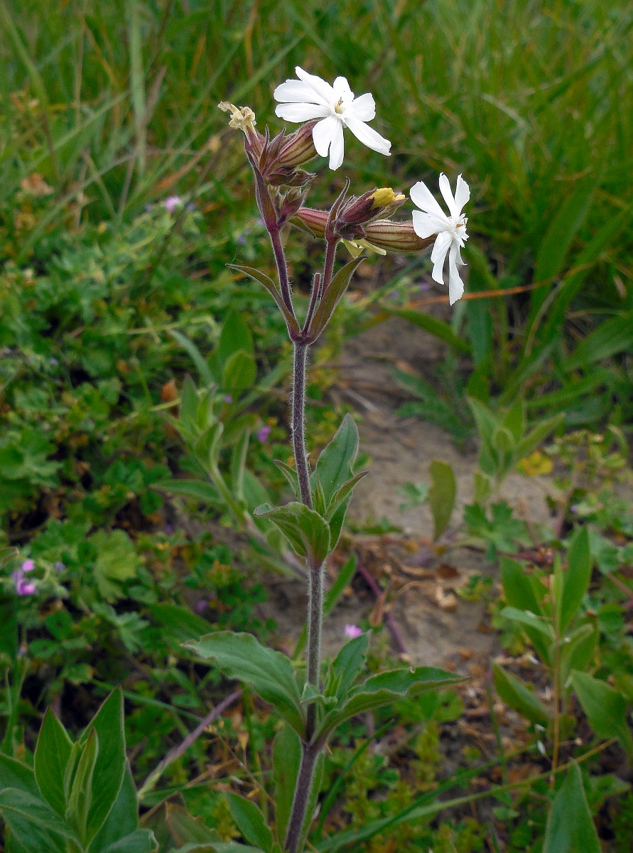 A white cockle plant with a pale, hairy stem and two white leaves and oval, green leaves growing opposite each other connected to the stem in the foreground. In the background is a grassy field.