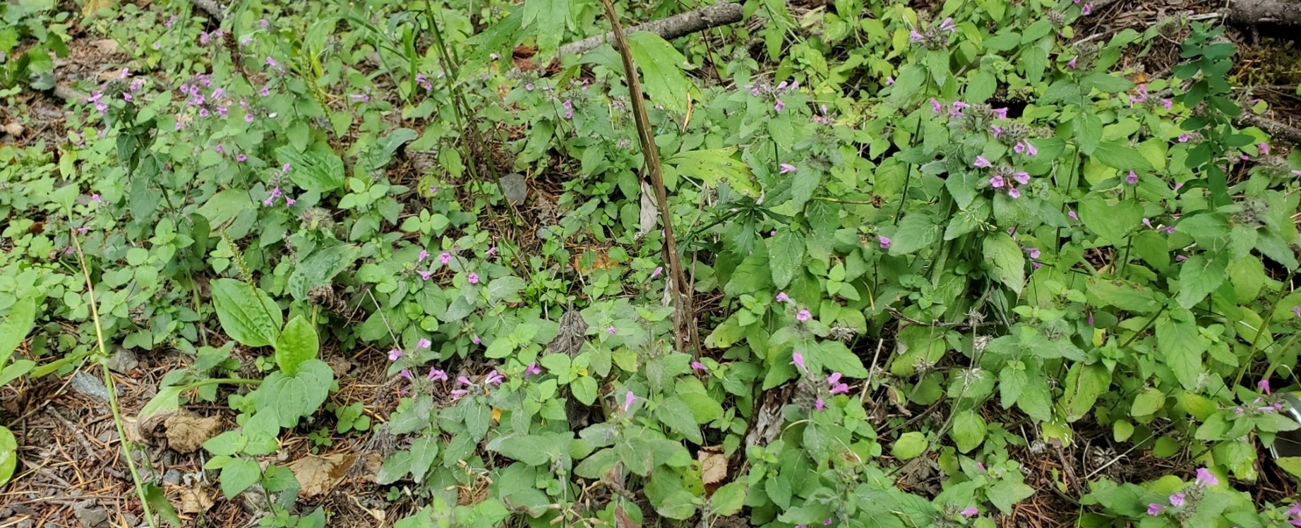 Wild basil can form dense carpets and outcompete indigenous plants in dry shade.