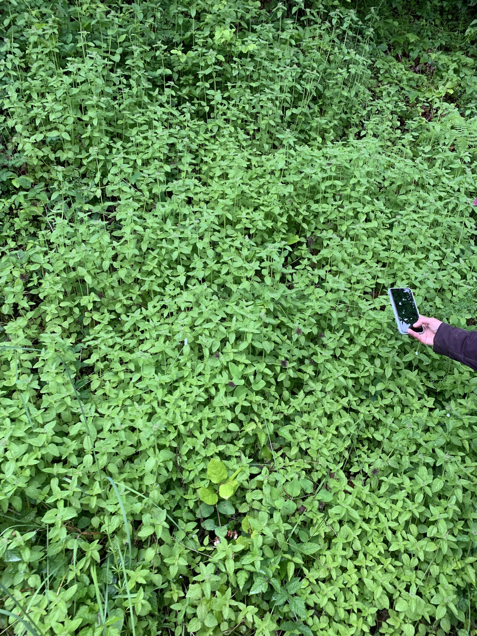 Wild basil can form dense carpets along mowed rights-of-way.