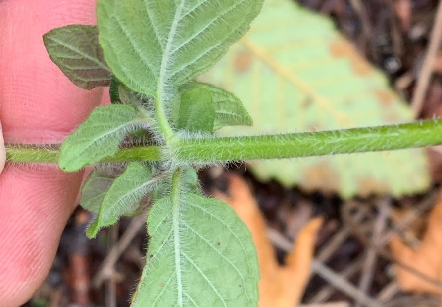Stems and leaf undersides and margins are hairy. Some mature leaves rounded “teeth” at the base of the leaves.