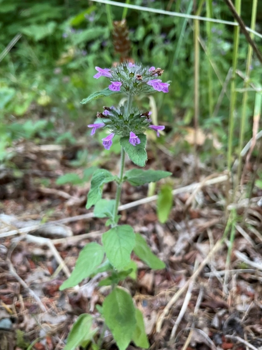 Flowers are in head-like clusters or and/or ring the stem above where leaves are attached.